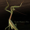Bordered Mantis (male)