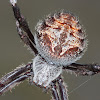 Orb spider