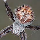 Orb spider