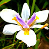 Large wild iris, fortnight lily