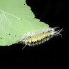 Limantid Moth Caterpillar
