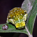 Yellow Helen Caterpillar
