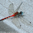 Blue-faced Meadowhawk dragonfly (male)