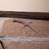 Common house Gecko
