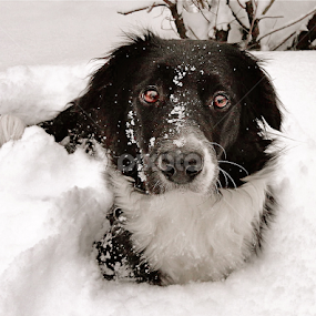 Dog & Snow by Kristján Karlsson - Animals - Dogs Portraits