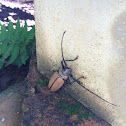 Escarabajo longicornio (Longhorn beetle)
