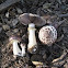 Stropharia rugosoannulata (Wine Cap)