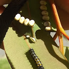 Emperor gum moth (early larva)