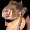 Common vampire bat