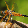 Four-Spotted Skimmer