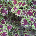 Coleus