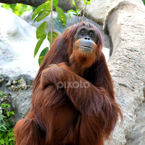 Orangutan by Milton Moreno - Animals Other Mammals