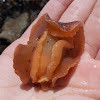 Common Black sea slug (juveniles)