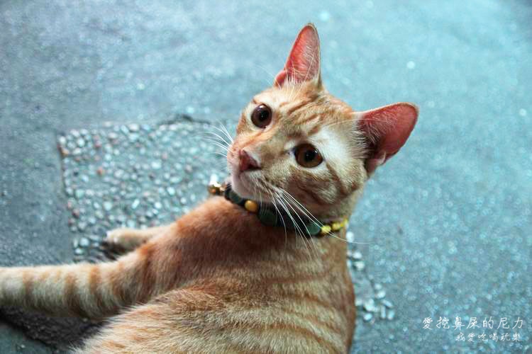 台中北區。六號貓洞，愛貓族喜愛的咖啡廳