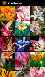 Lily Wallpapers(圖1)-速報App