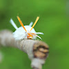 Sycamore tussock moth caterpillar
