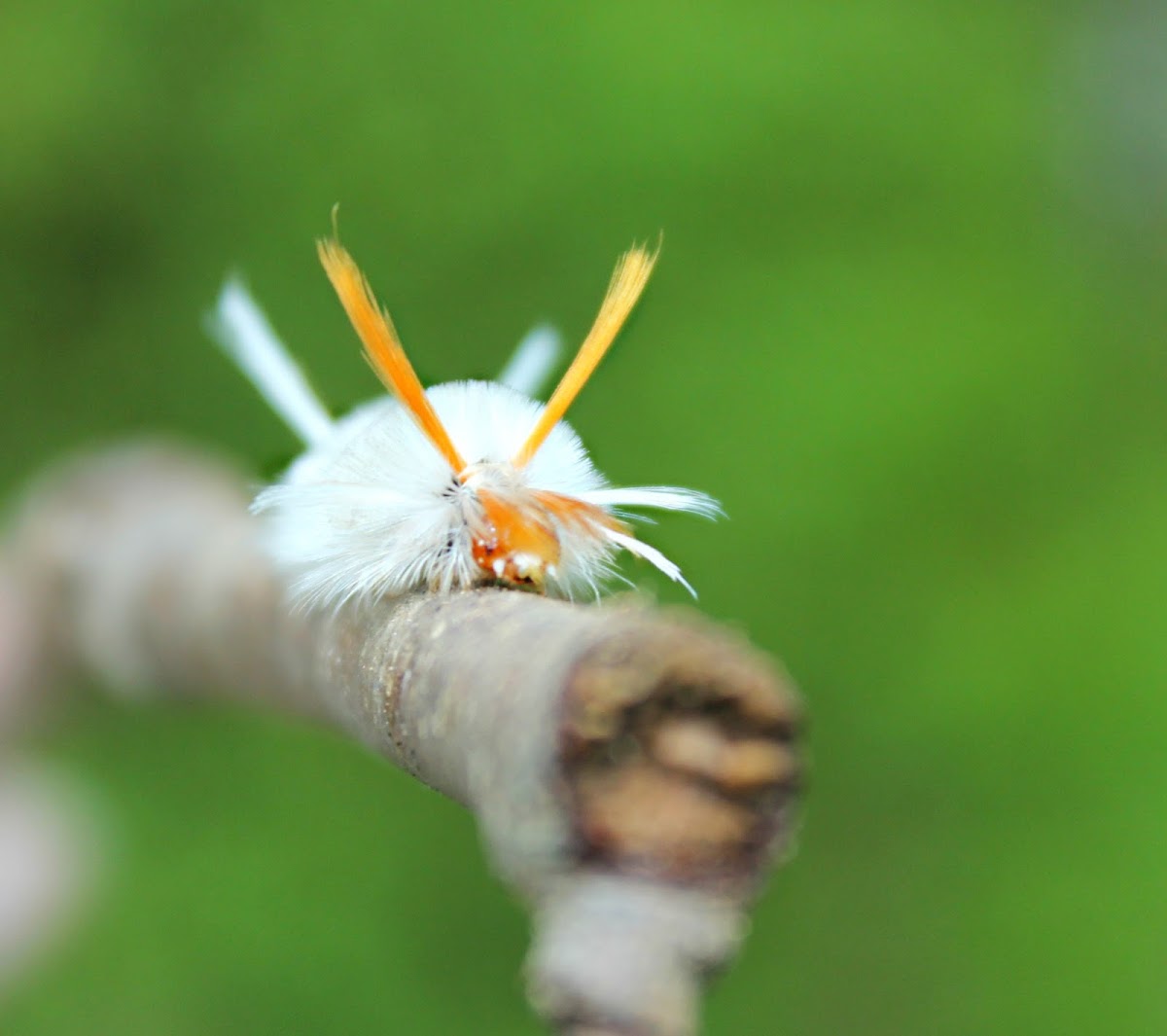 Sycamore tussock moth caterpillar