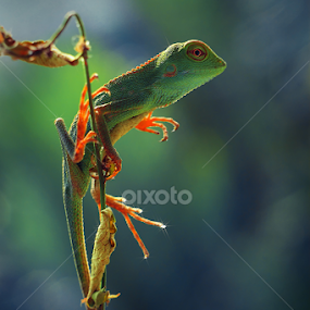 menikmati pagi indah by Irfan Hikmawan - Animals Reptiles