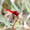 Ruddy (Scarlet) Marsh Skimmer (Male)