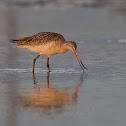 Marbled Godwit