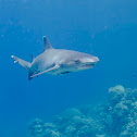 White tip reef shark