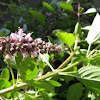 African Blue Basil