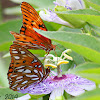 Gulf Fritillary Butterfly