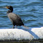 Double-crested Cormorant