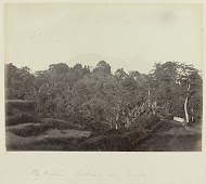 Weg tusschen Buitenzorg en Gadok