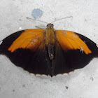 Orion Cecropian or Stinky Leafwing