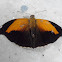 Orion Cecropian or Stinky Leafwing