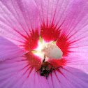 Rose of Sharon and Japanese Beetle