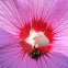 Rose of Sharon and Japanese Beetle