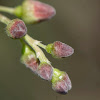 Blackcurrant flowerbuds
