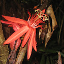 Red Passiflora
