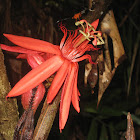 Red Passiflora