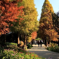 菁芳園 Tenway Garden／花園餐廳／落羽松