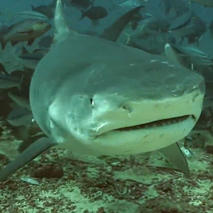 Real Sharks HD Live Wallpaper logo