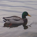 Mallard (wild duck)