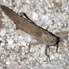 Rattle grasshopper