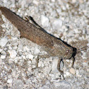 Rattle grasshopper