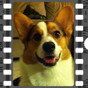 Corgi Clock Set! logo