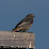 Black Redstart