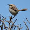 Karoo Prinia