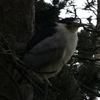 Black-crowned Night Heron