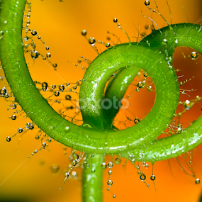 Spiral  by Sunny Joseph - Nature Up Close Natural Waterdrops