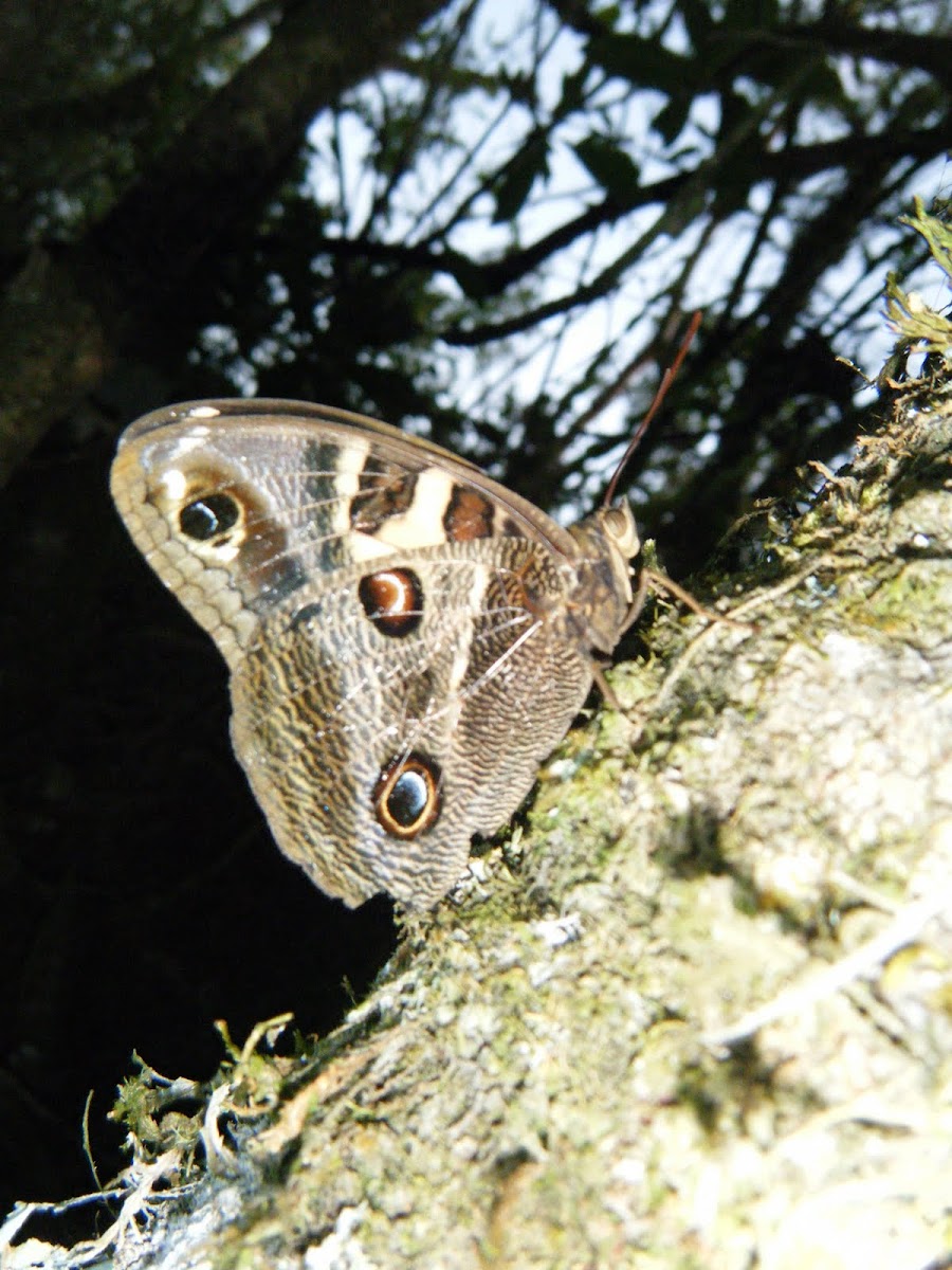 Mariposa  lechuza - Owl Butterfly