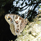 Mariposa  lechuza - Owl Butterfly