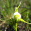 Witch Orchid, Moederkappie