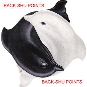 Acupuncture Back Shu Points logo